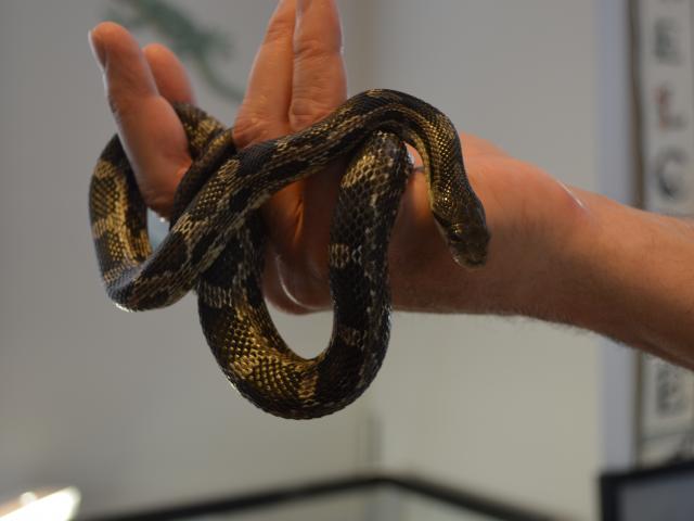 PIcture of Repete