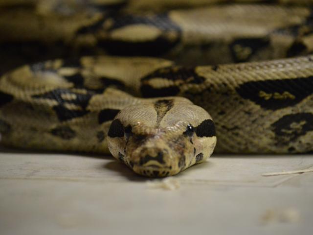 Picture of Bones