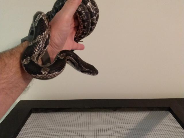Picture of Pete